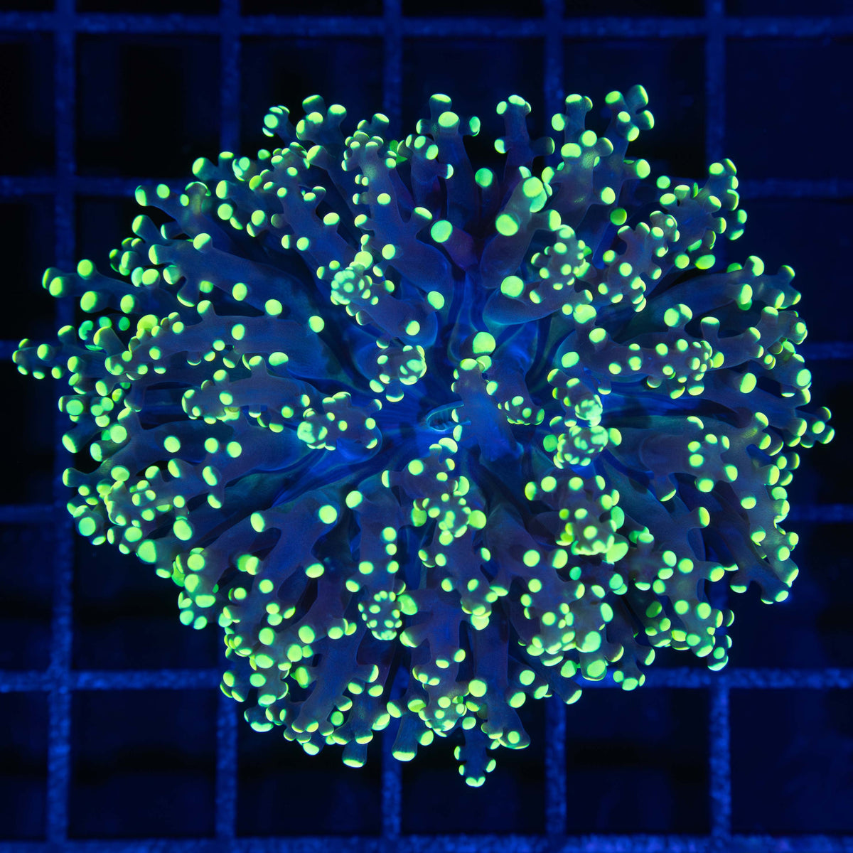 Yellow Octospawn