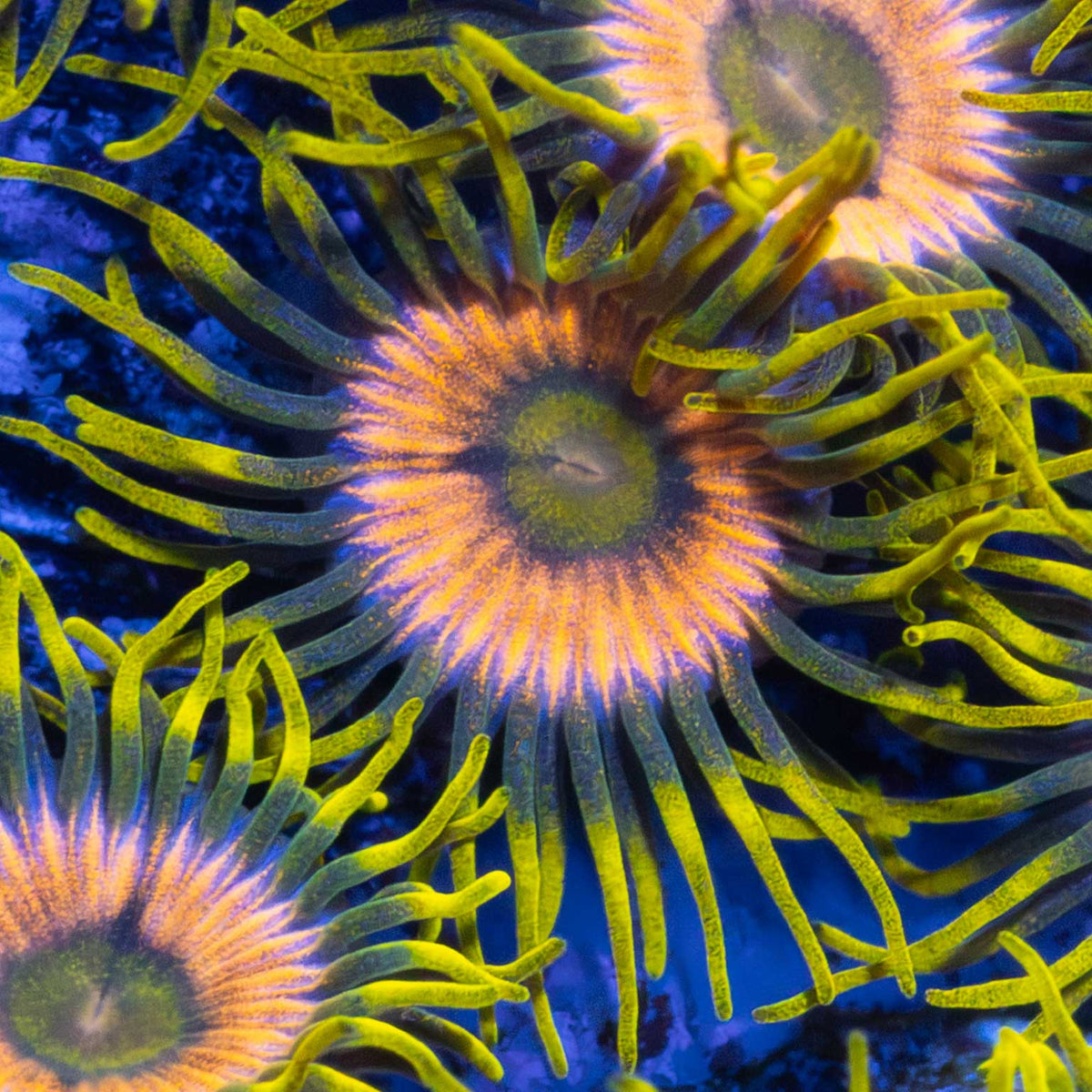 Laser Lemon Zoa Close Up