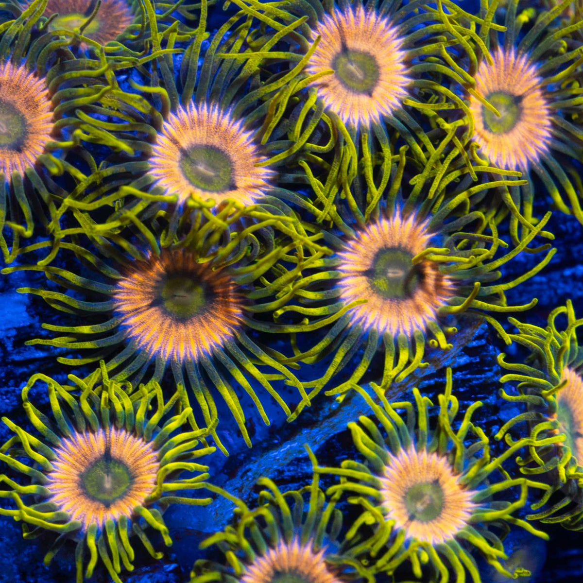 Laser Lemon Zoa Colony