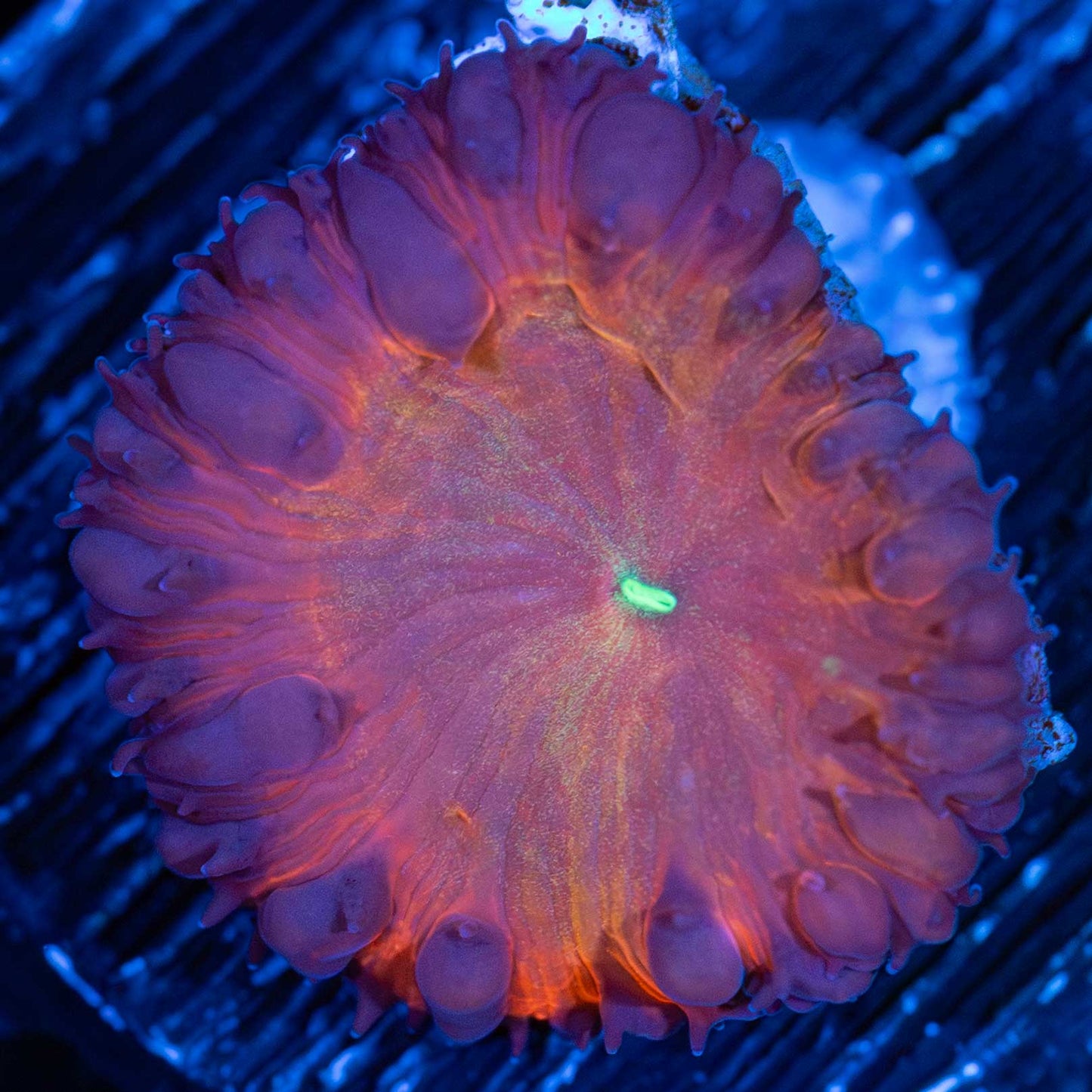 Flaming Orange Purple Blasto