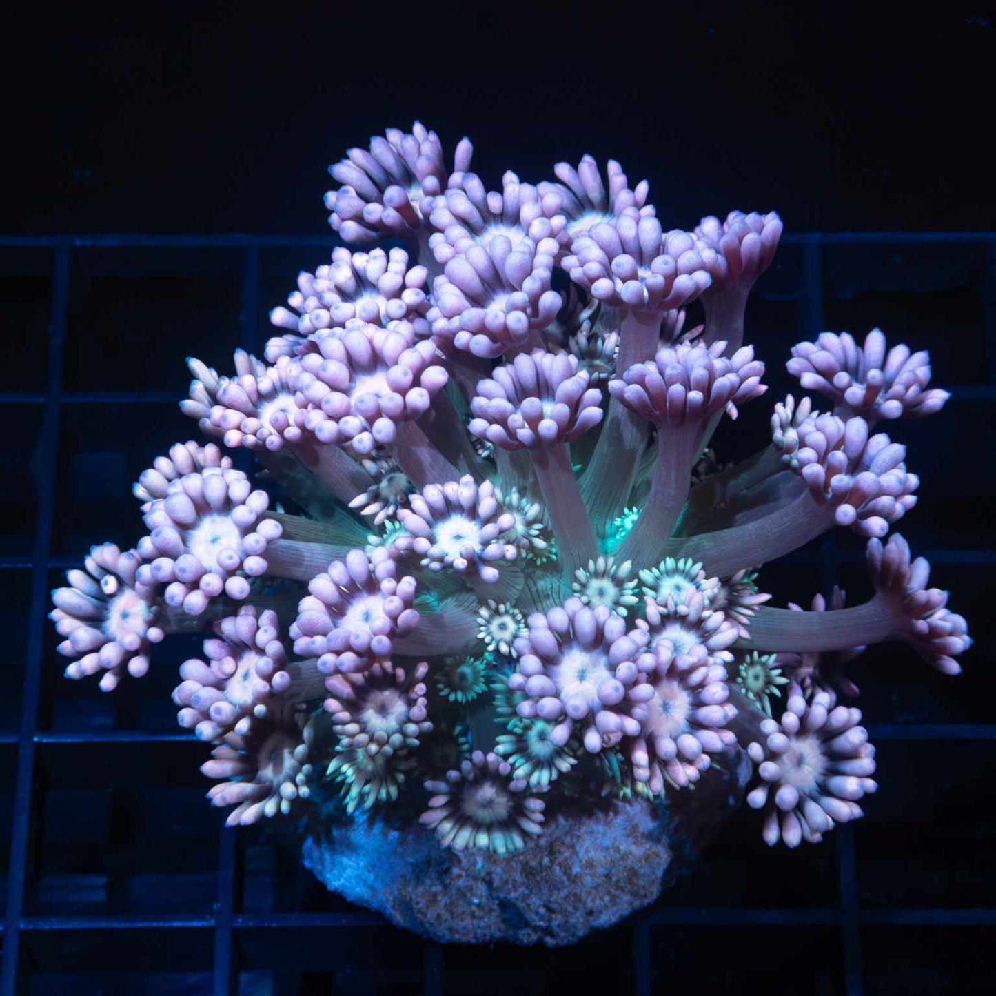 Lavender and Teal Goni Colony 3"