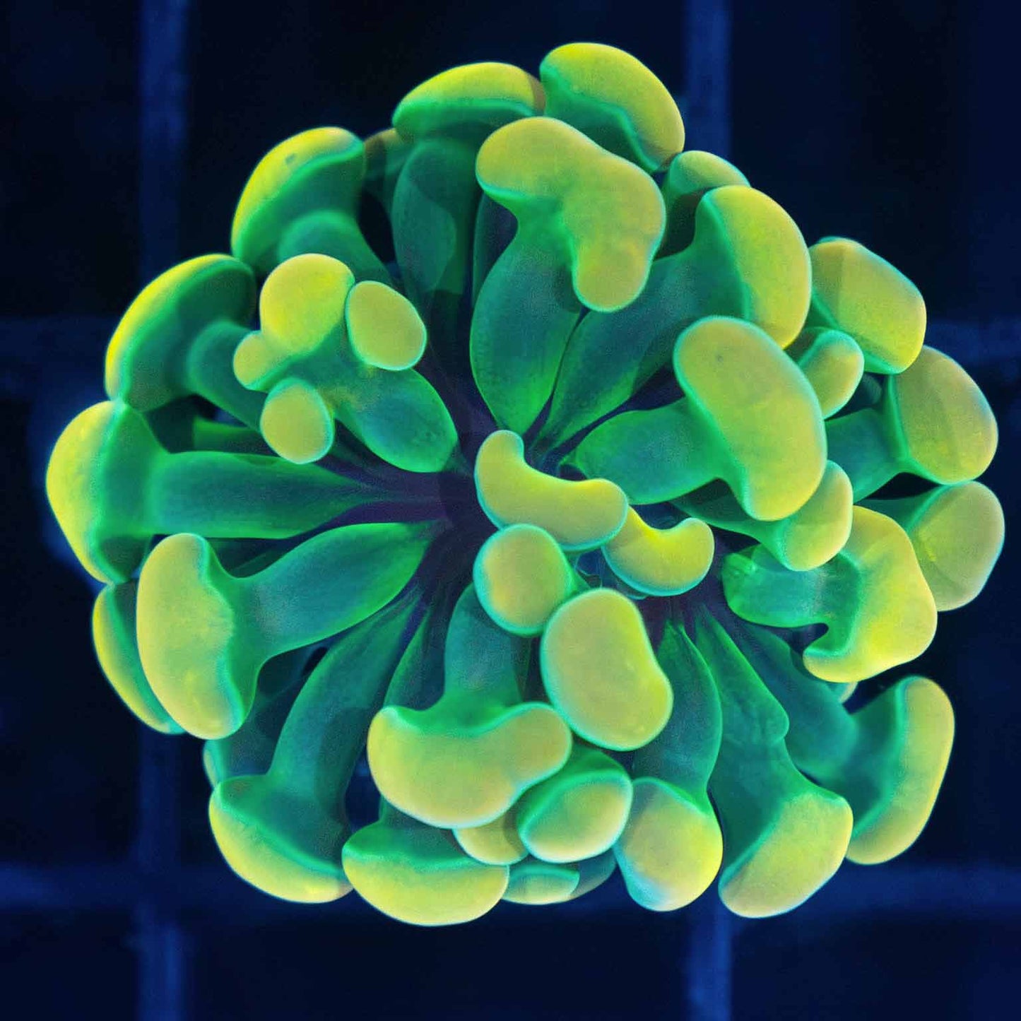 Holy Grail Hammer Coral