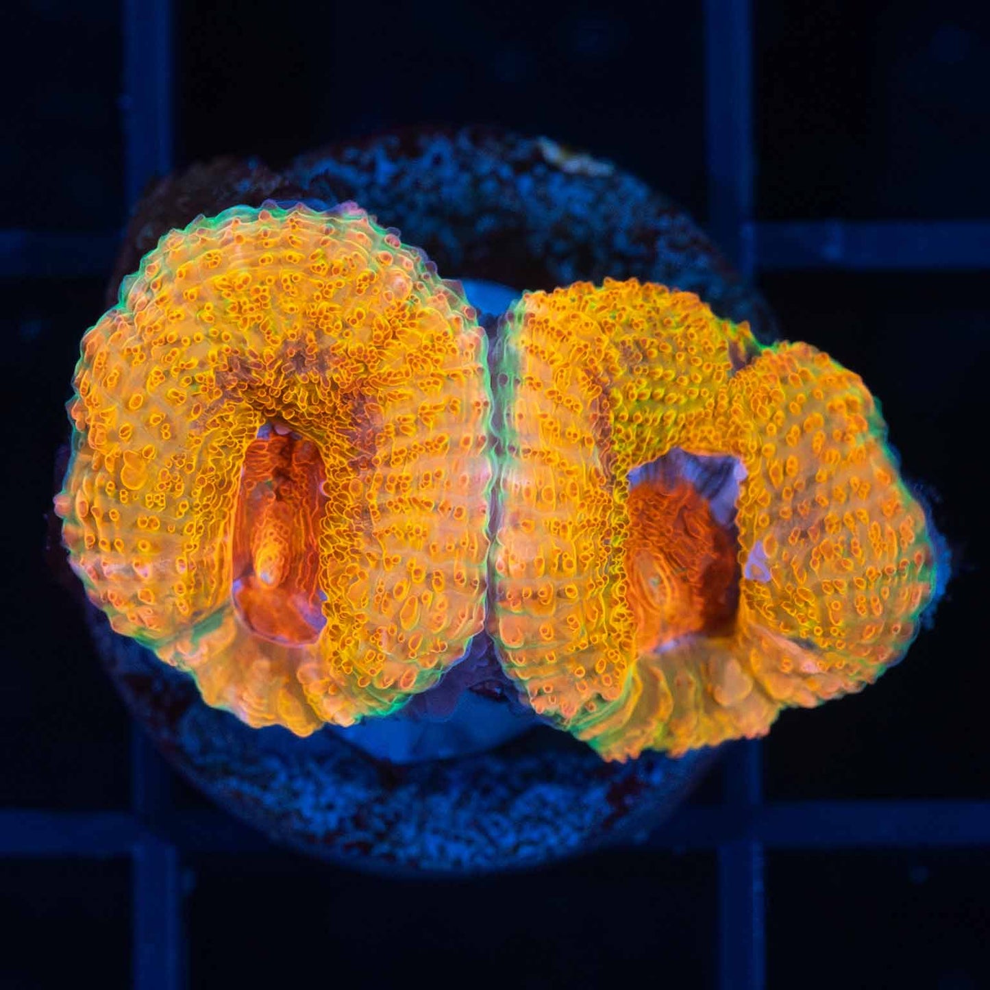 LCK Rainbow Anaconda Acan (Tank Grown)
