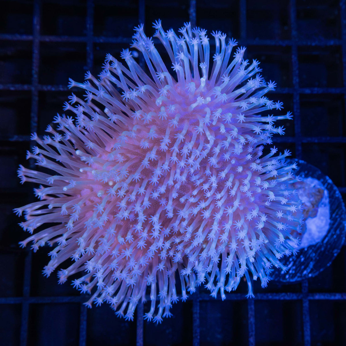 Toadstool Leather Coral