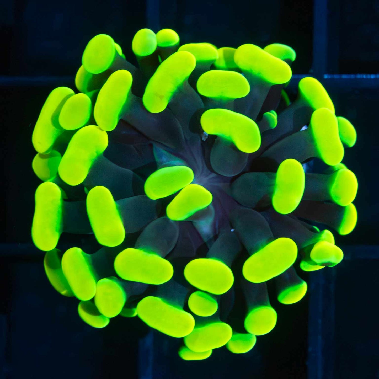 Glowing Lemon Hammer (Bright!)