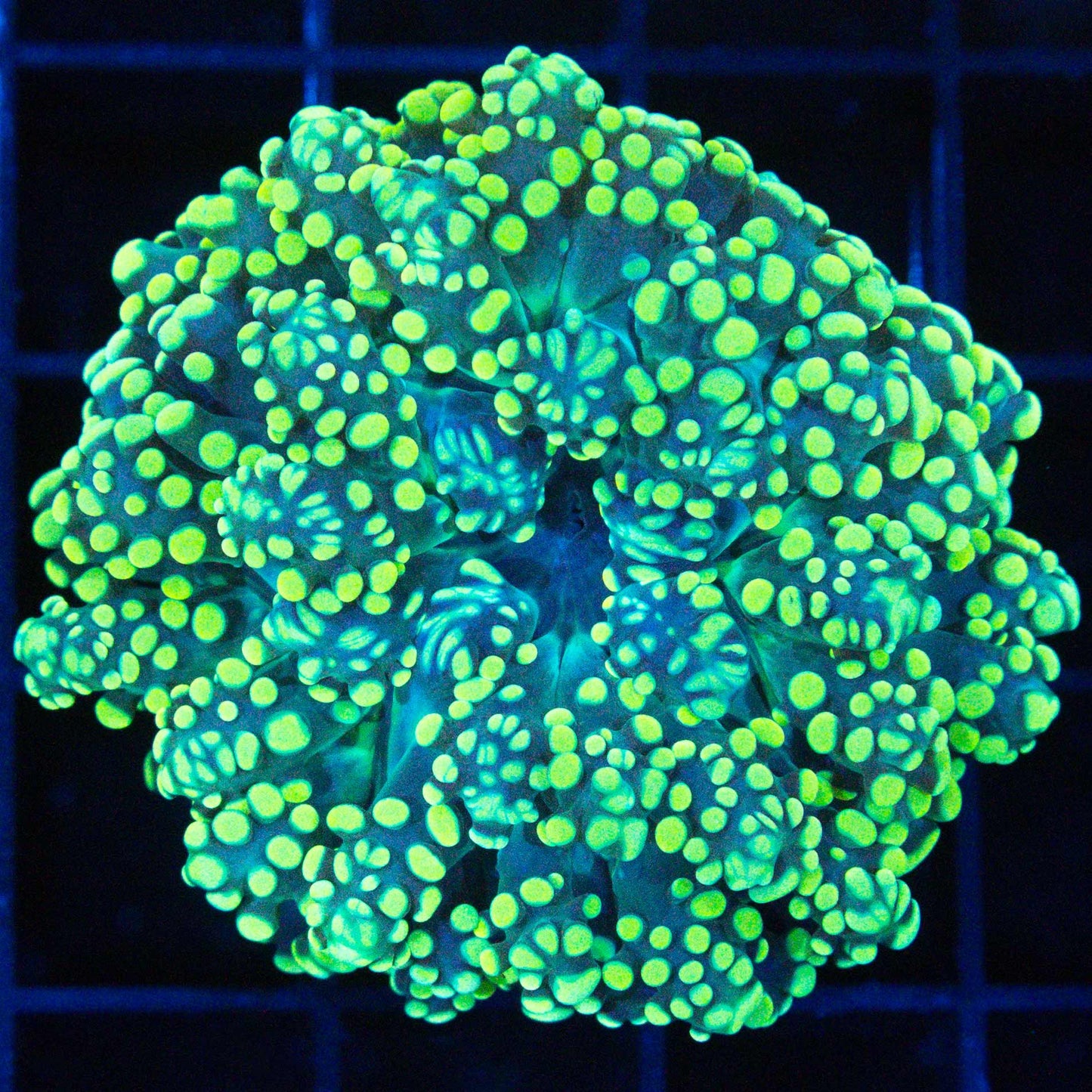 Lemon Lime Branching Octospawn