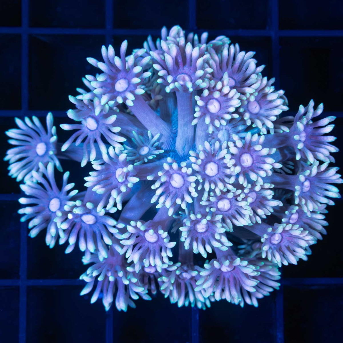light purple Goniopora colony
