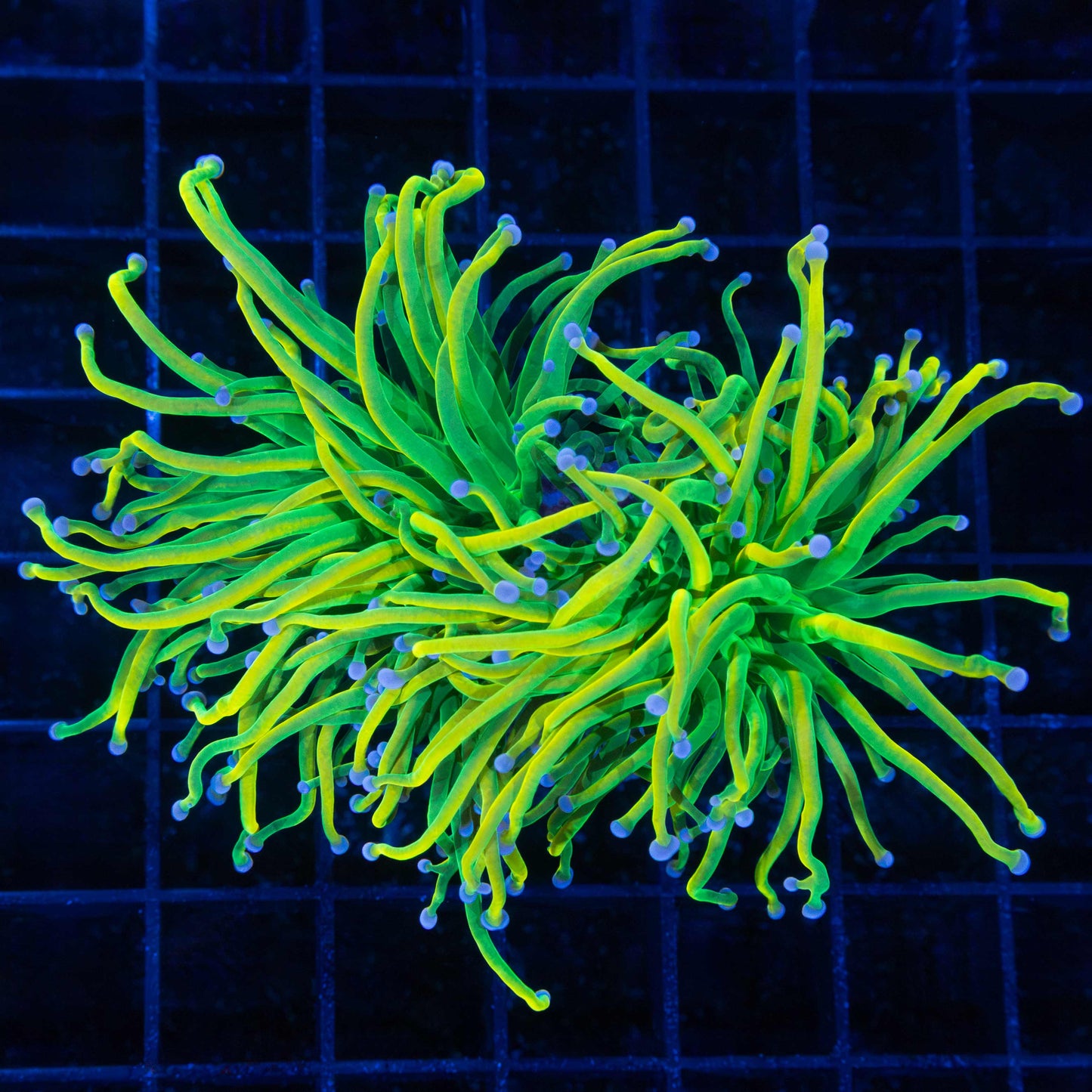 Large Long Tentacle Banana Grail (True Yellow!)