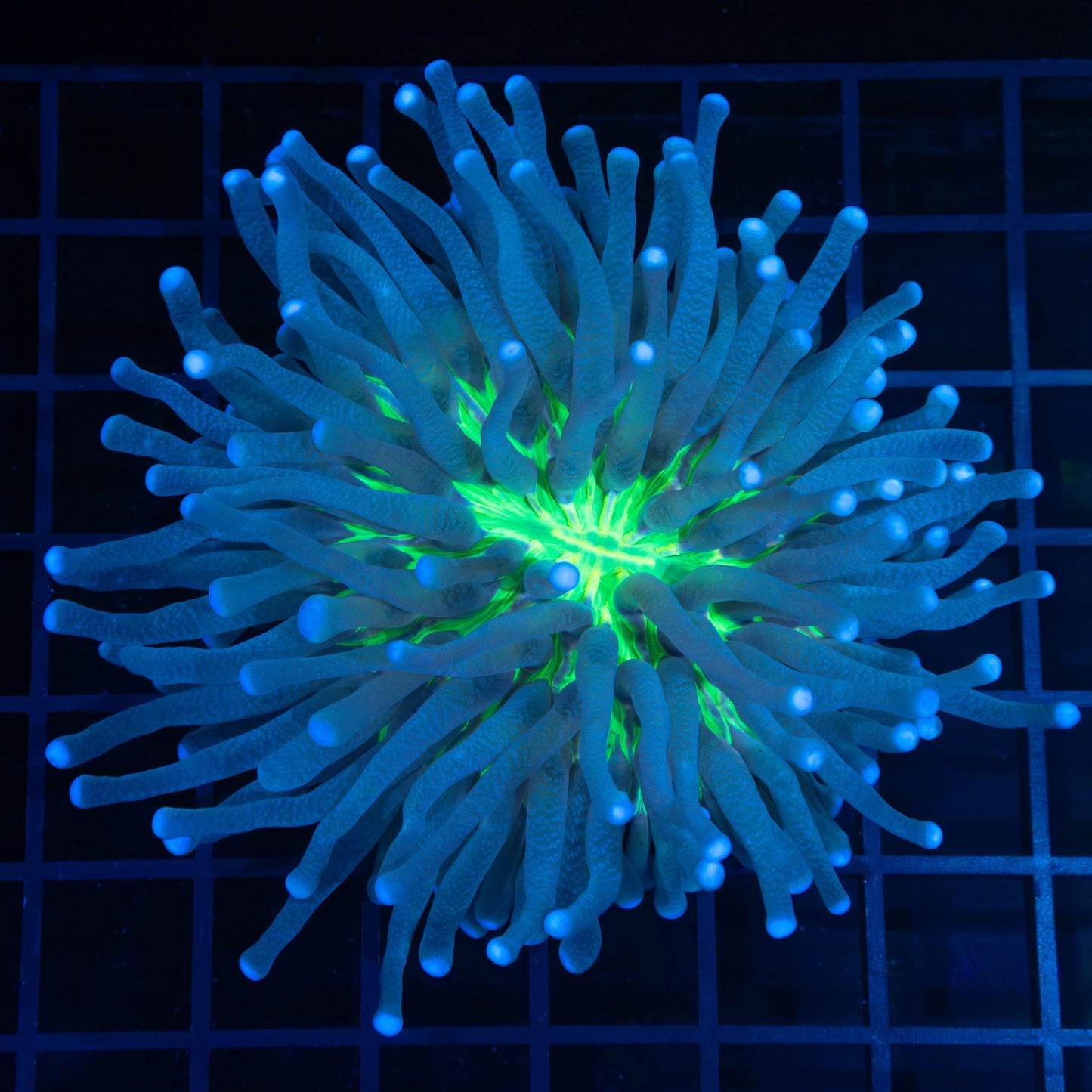 Long Tentacle Plate Coral 4.5"