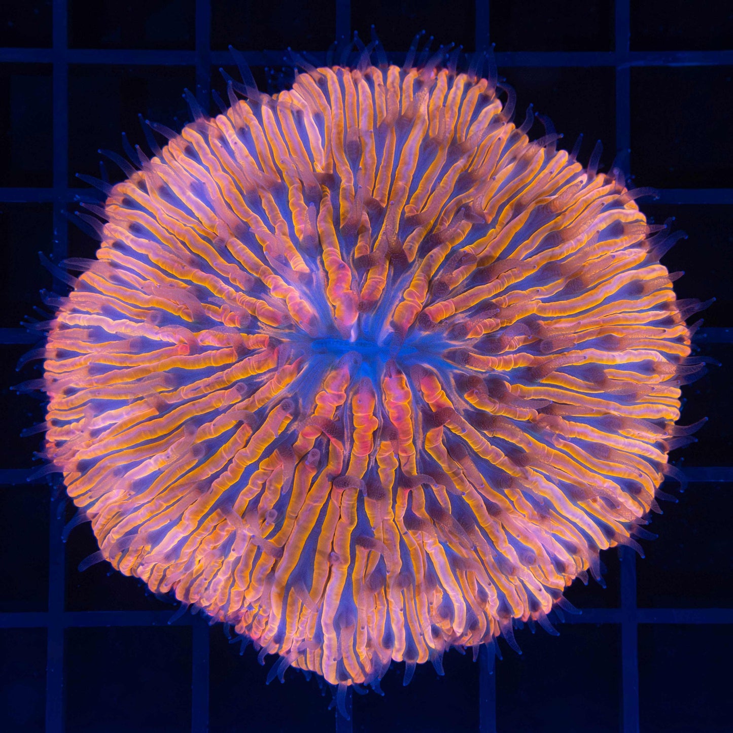 Large Malaysian Red Orange Blue Plate Coral 3"