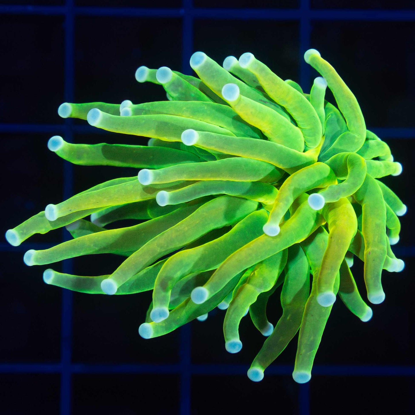 Master Torch Coral