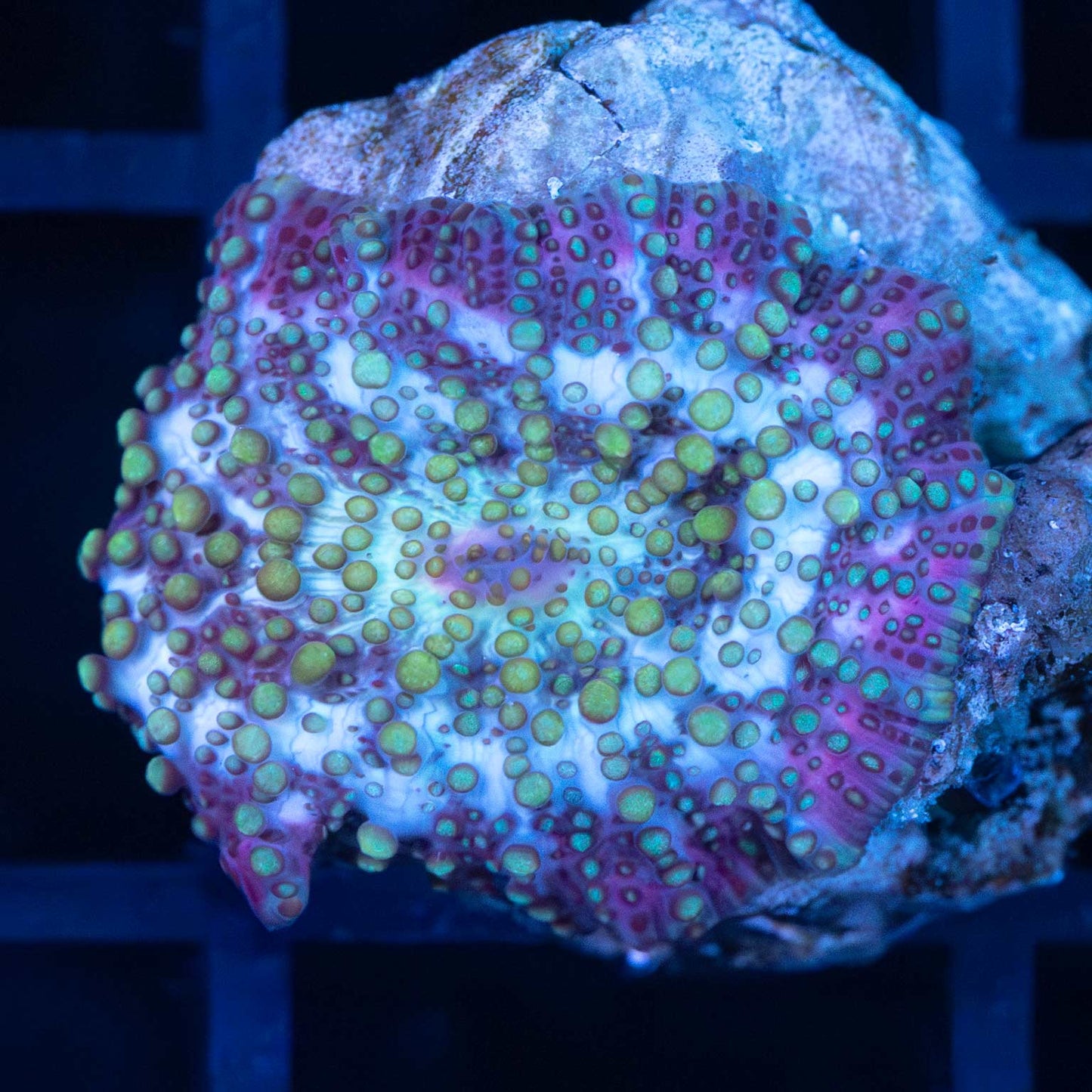 Purple Bumpy Mushroom Coral
