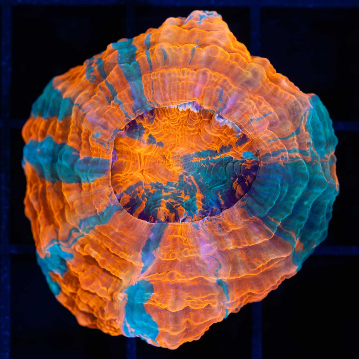 Nano Orange Acanthophyllia