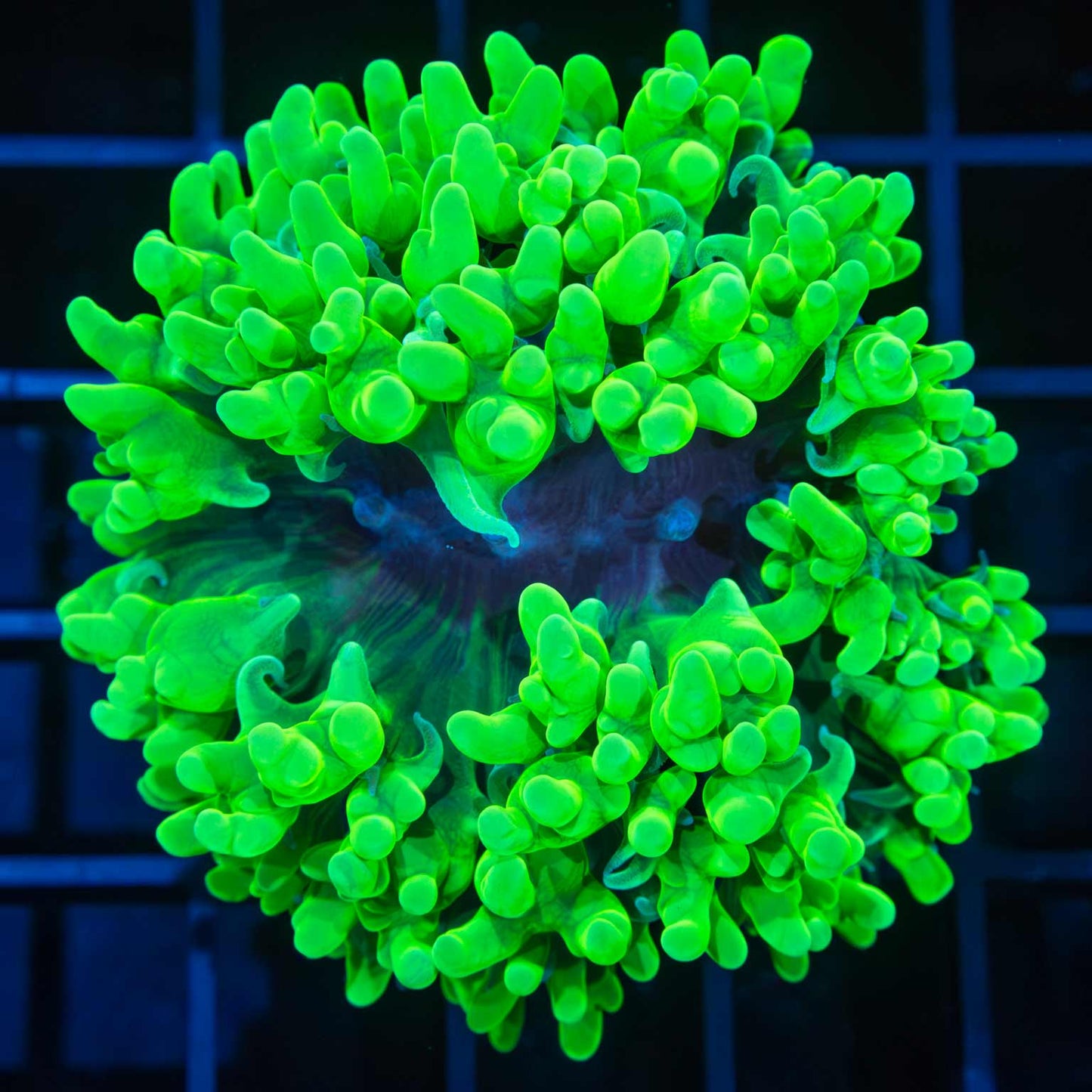 Toxic Bubble Coral 2.25" (Bright!)