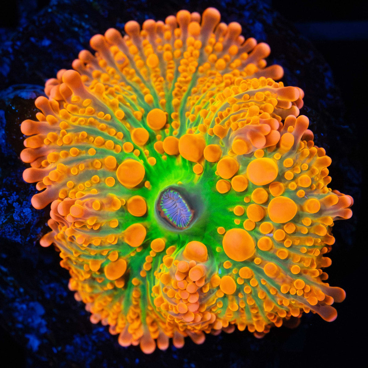 Neon Bounce Yuma Mushroom Coral