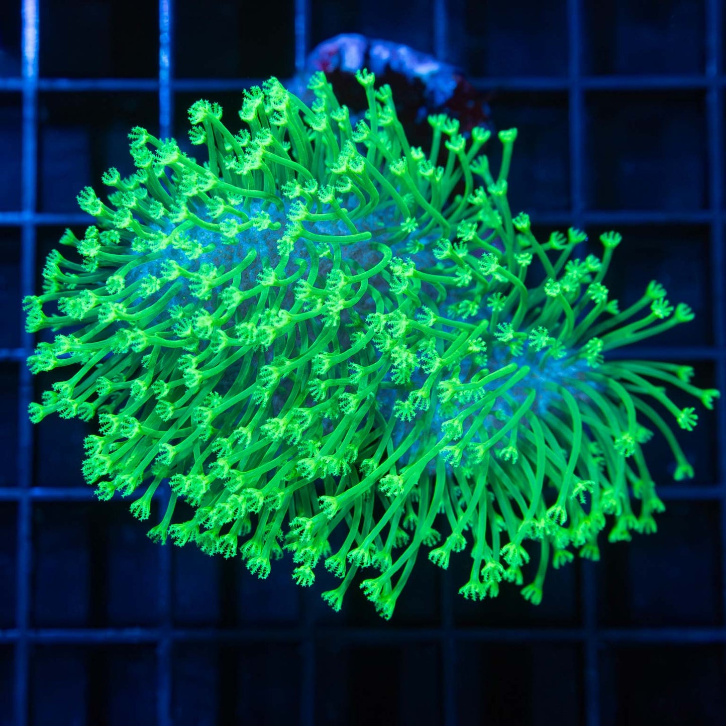 Long Tentacle Neon Crown Leather Coral