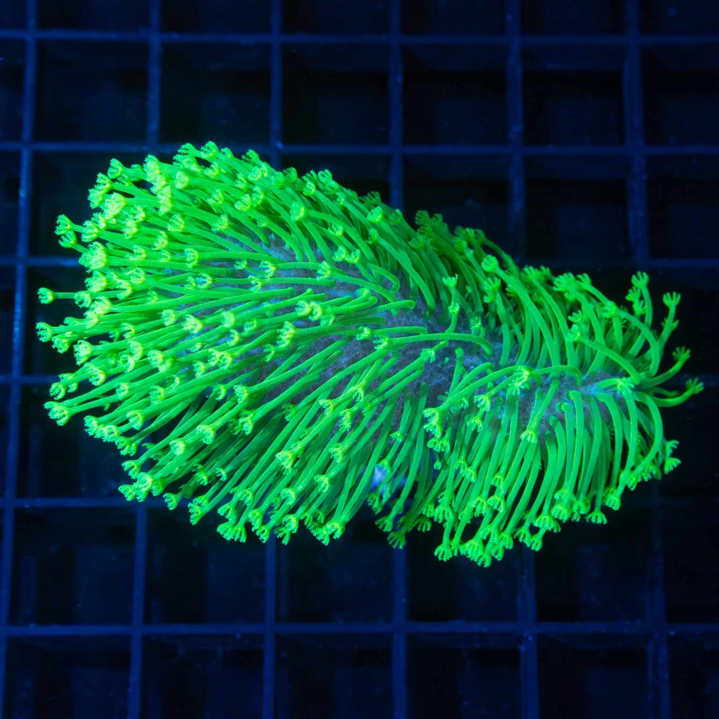 Neon Green Crown Leather 3" (Tank Grown)