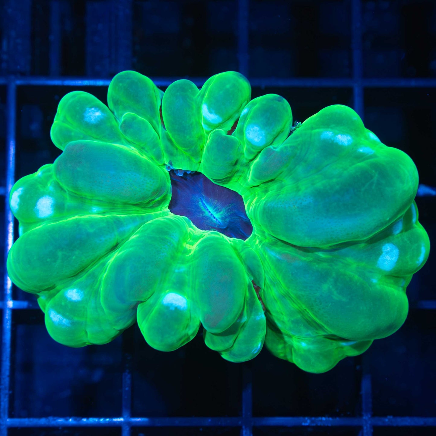 Navy Center Neon Green Cynarina 2.25"