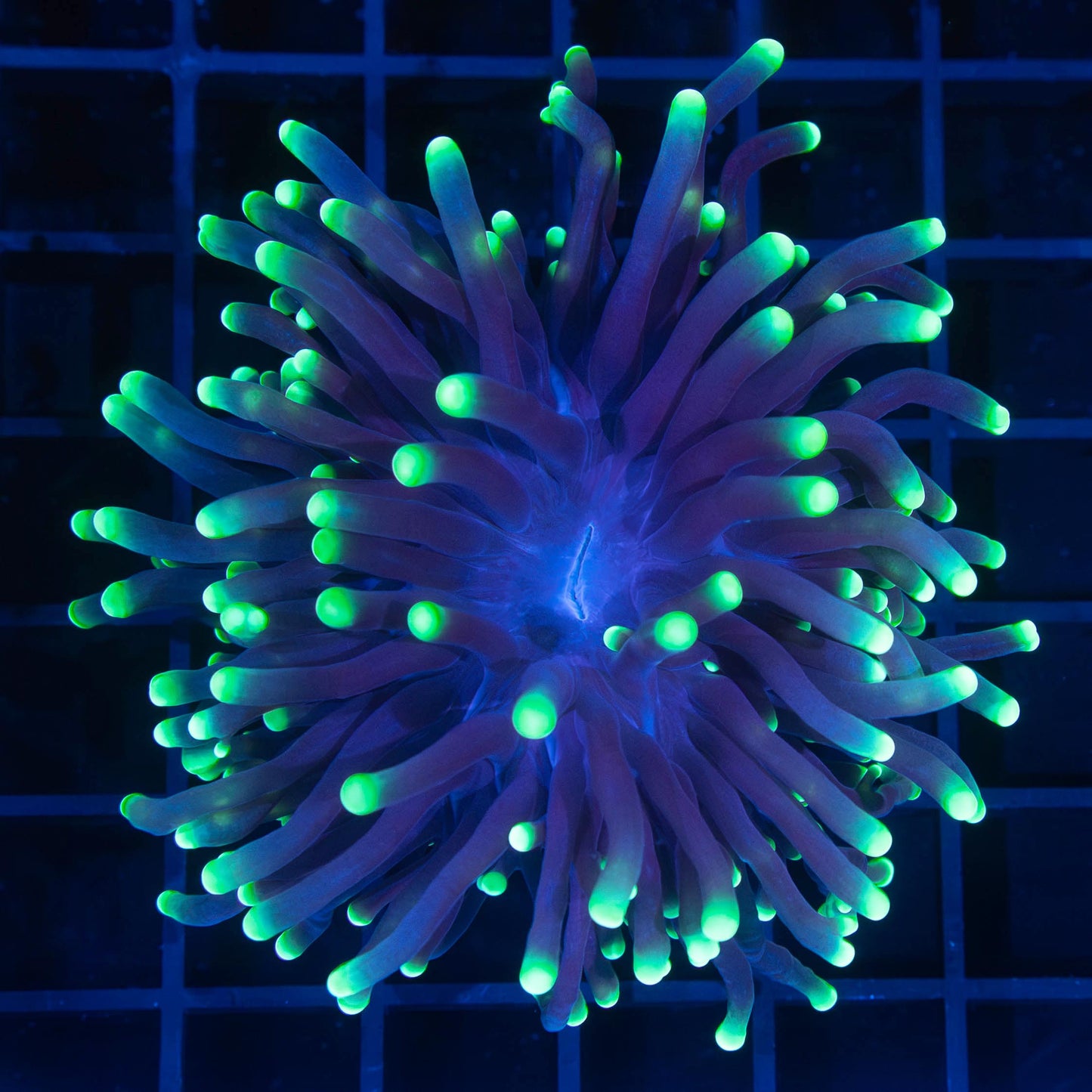 Toxic Tip Torch Coral