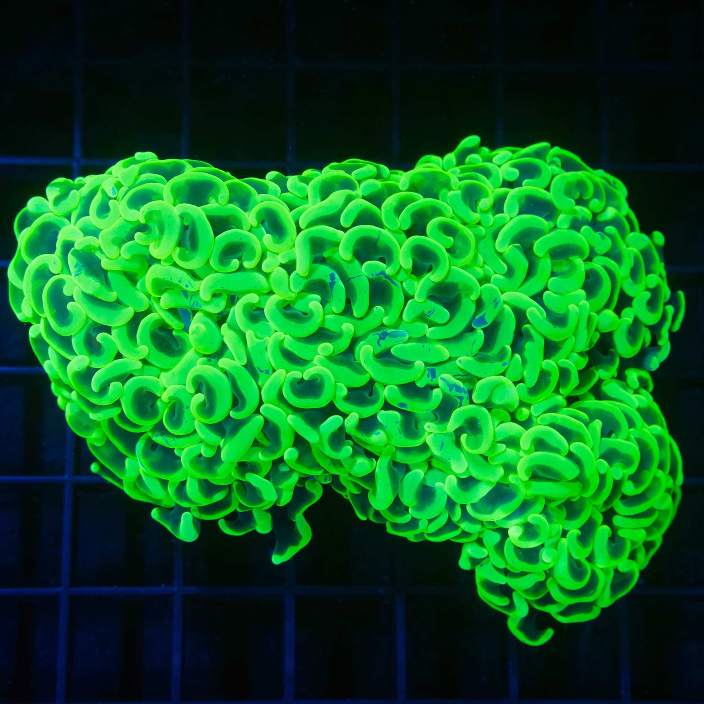 Very Neon Green Hammer Coral 4"