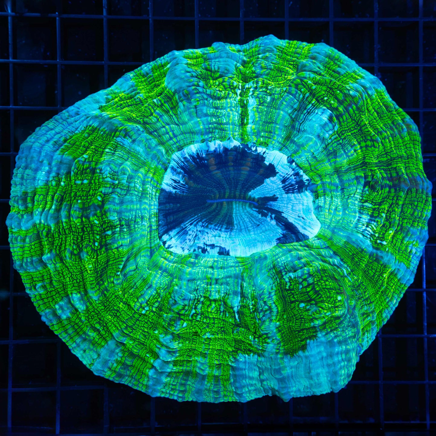 Neon Crocodile Acanthophyllia 6"