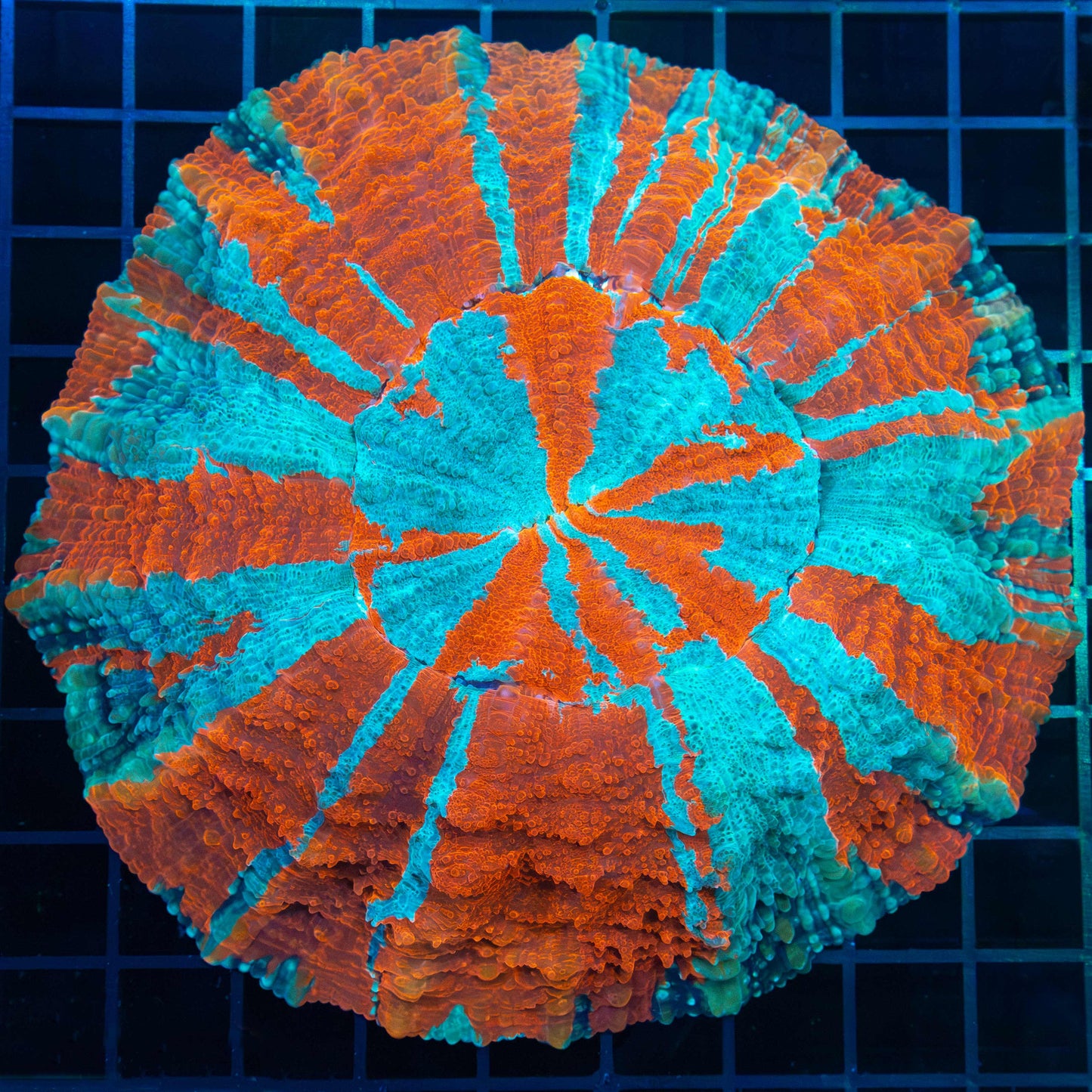 Large Neon Acanthophyllia 6"