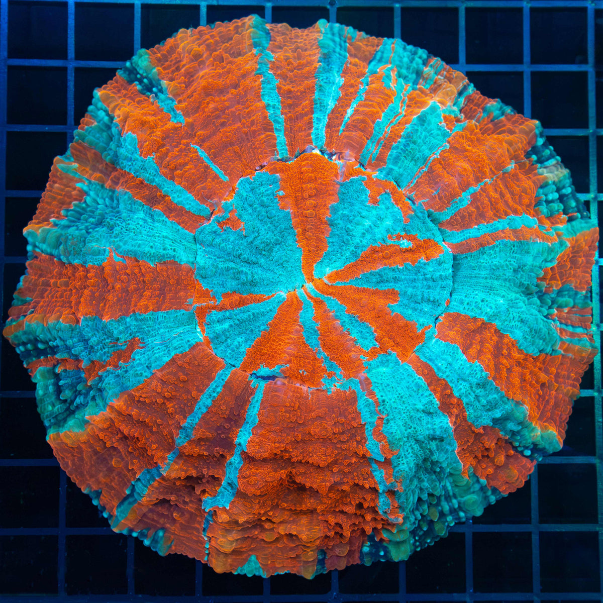 Large Neon Acanthophyllia 6"