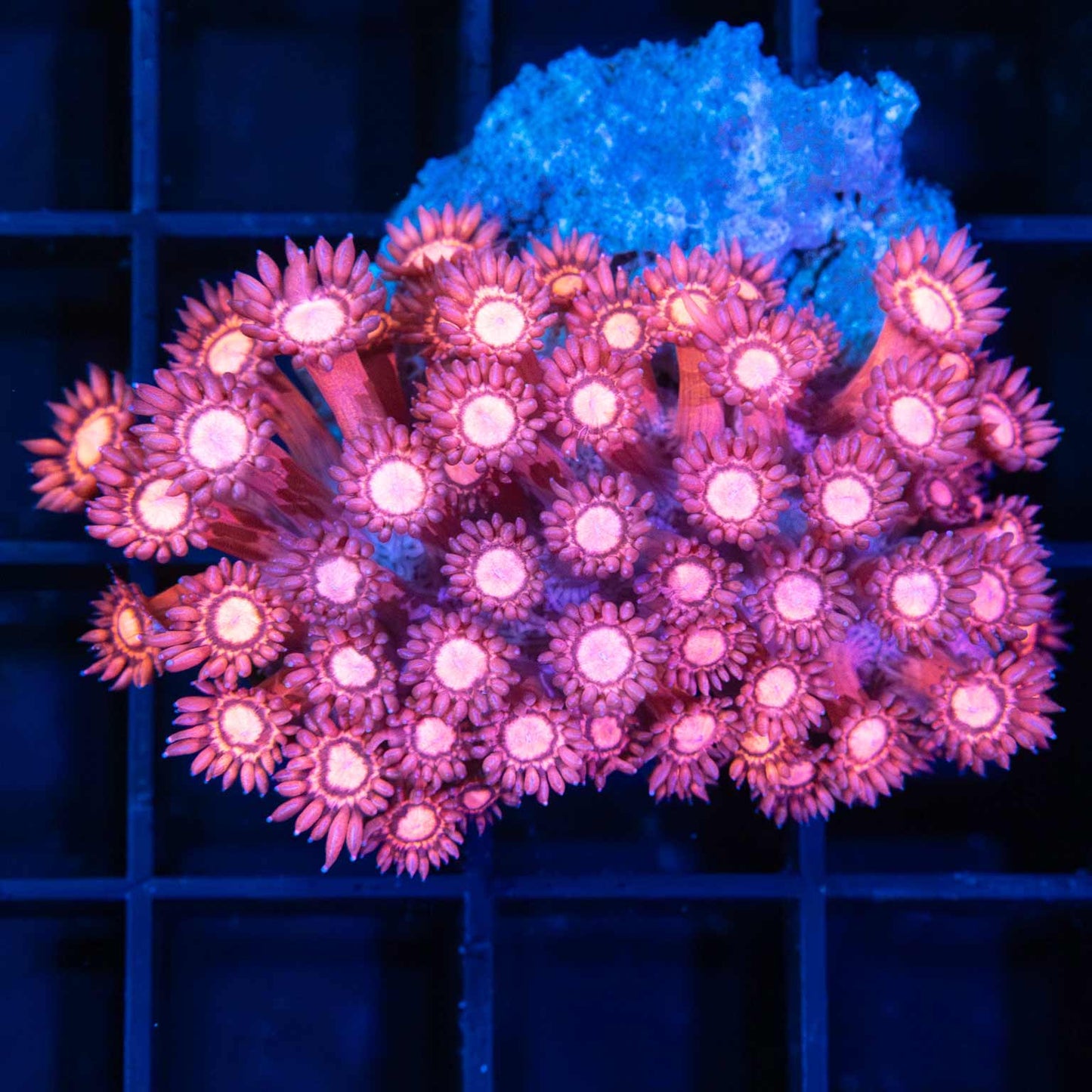 Large Frag Hot Pink Goniopora 2"
