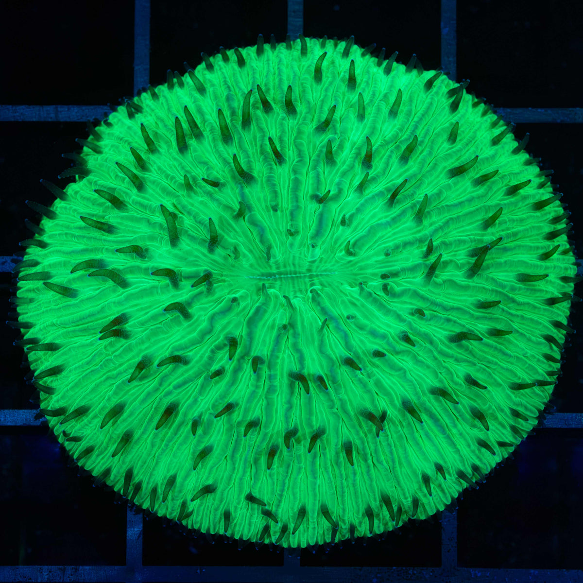 Neon Green Plate Coral