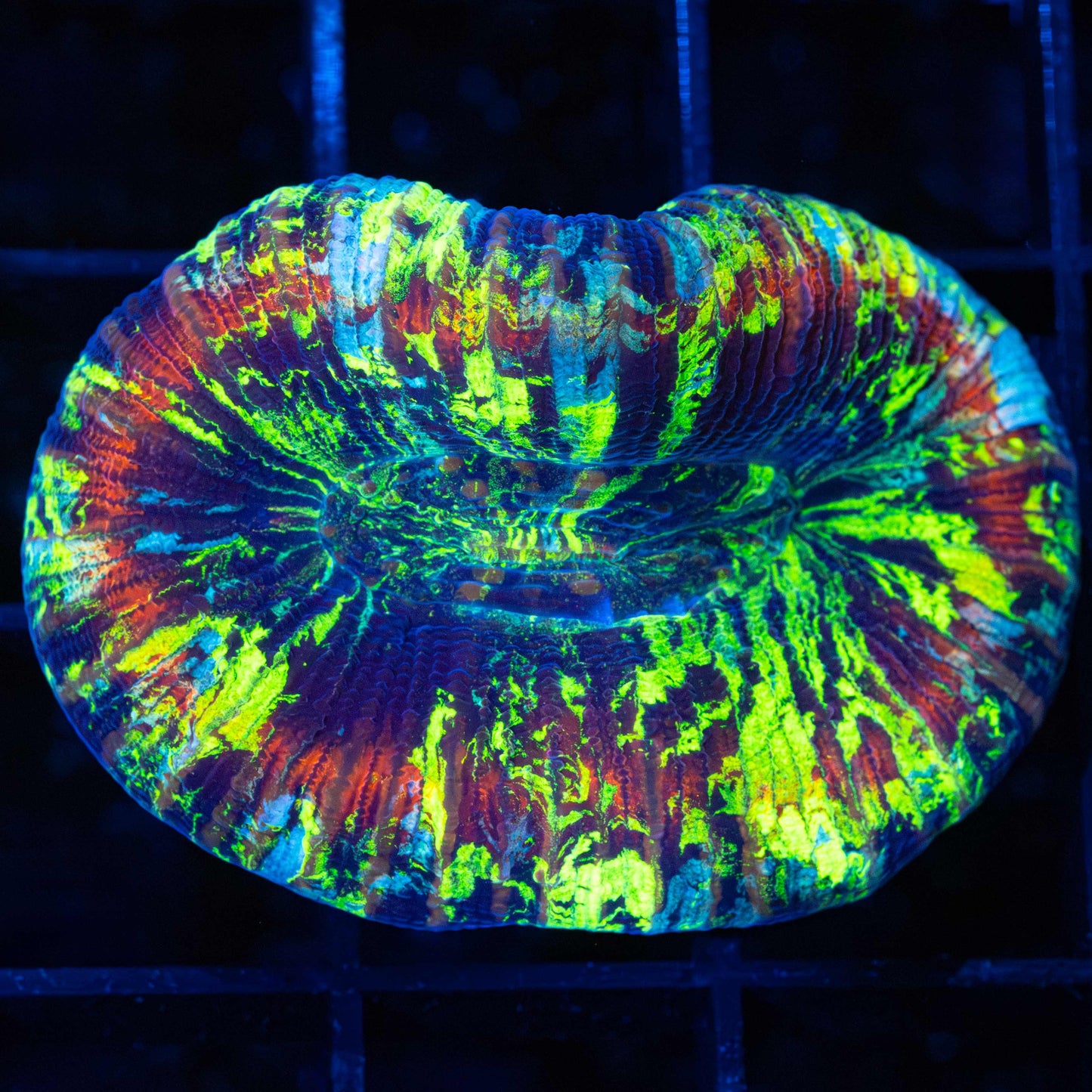 Neon Rainbow Trachyphyllia (Ultra Bright!)
