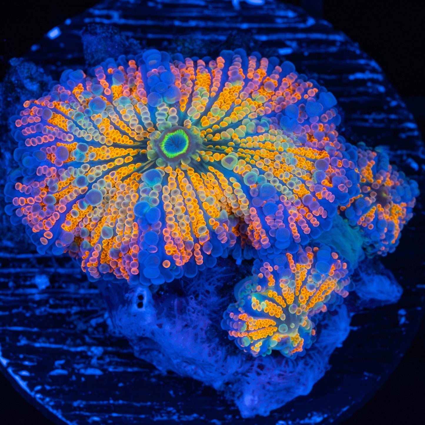 Neon Rainbow Yuma Colony (Bright!)