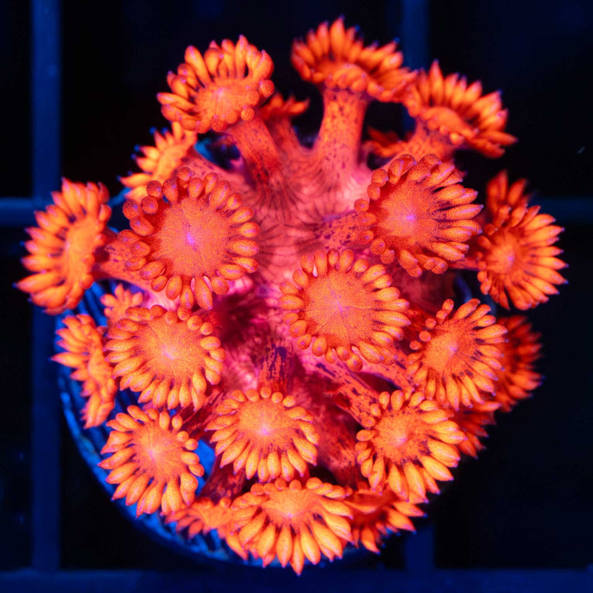 Red Goniopora