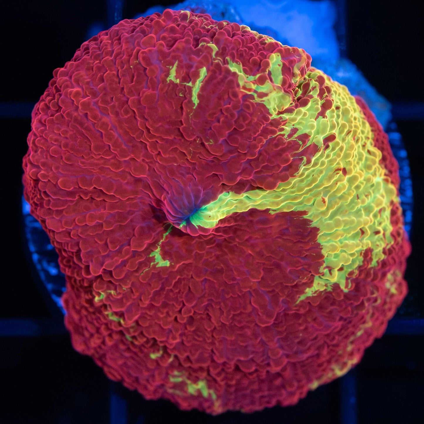 Large Super Red Eclectus