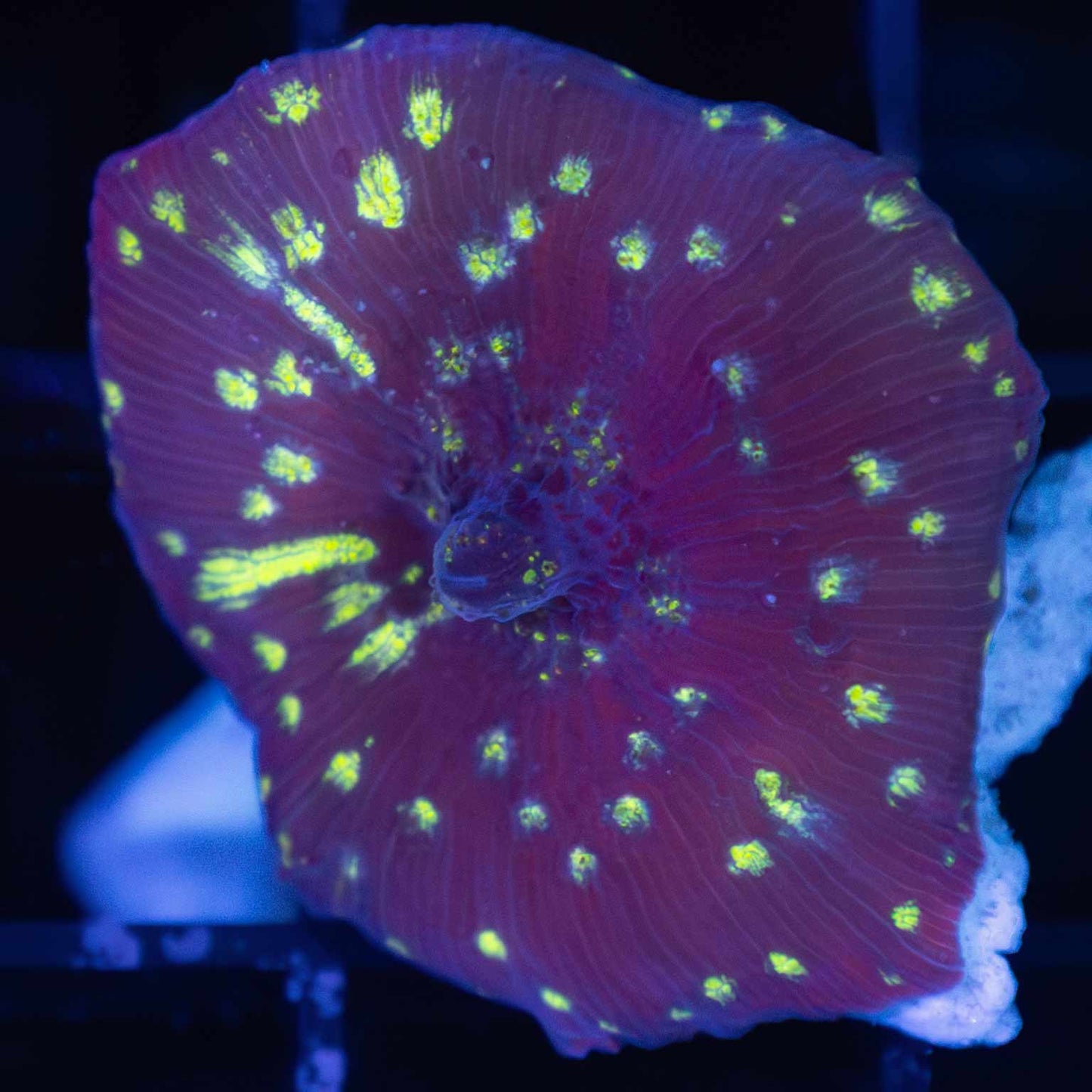 Northern Lights Mushroom Coral