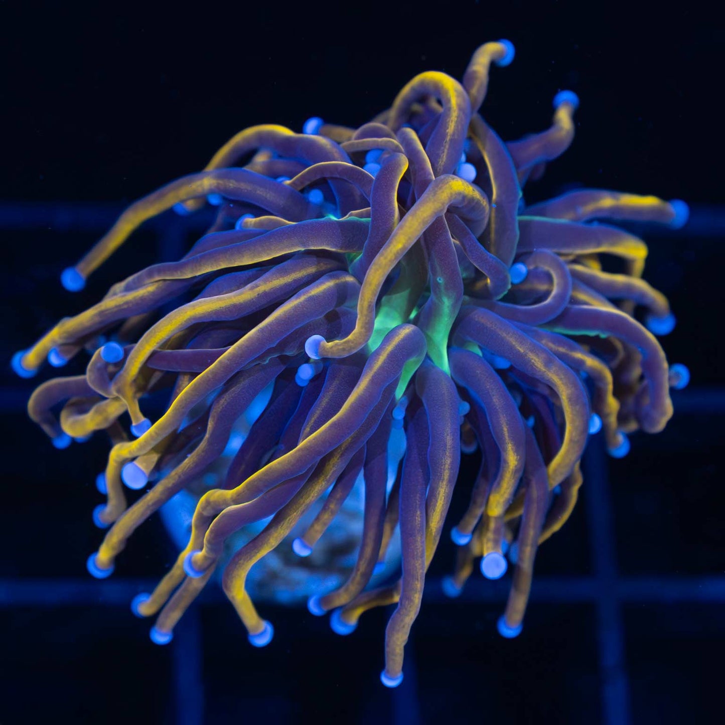 NY Knicks Torch Coral