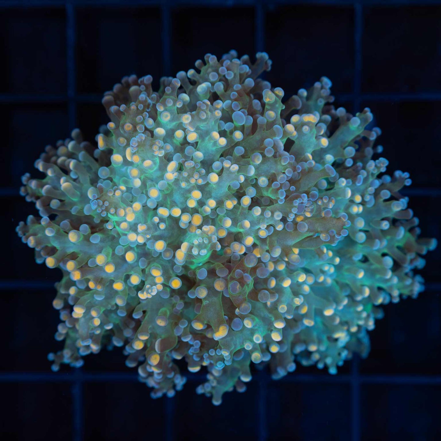 Unique Branching Frogspawn
