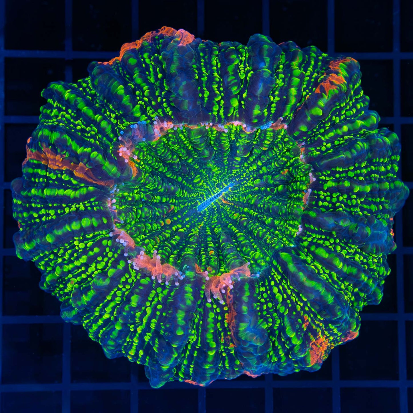 Orange and Green Glitter Acanthophyllia
