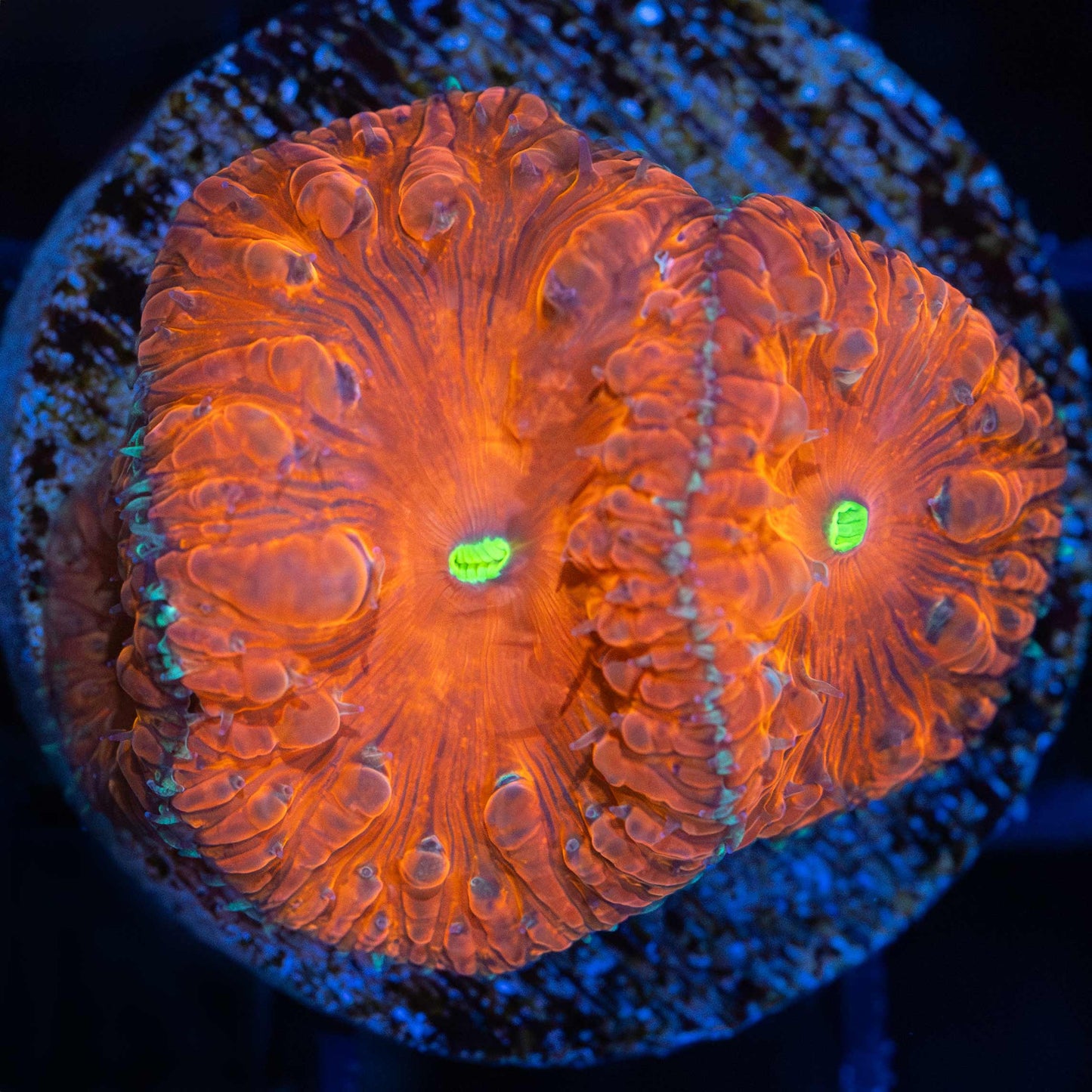 Hot Lava Blasto