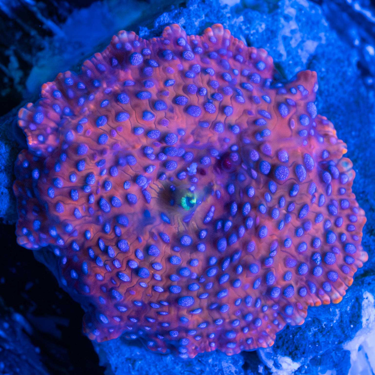 Copper Blue Spotted Mushroom