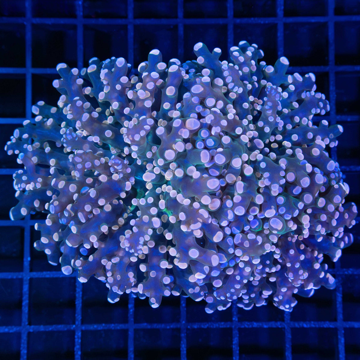 2 Heads Orange Frogspawn