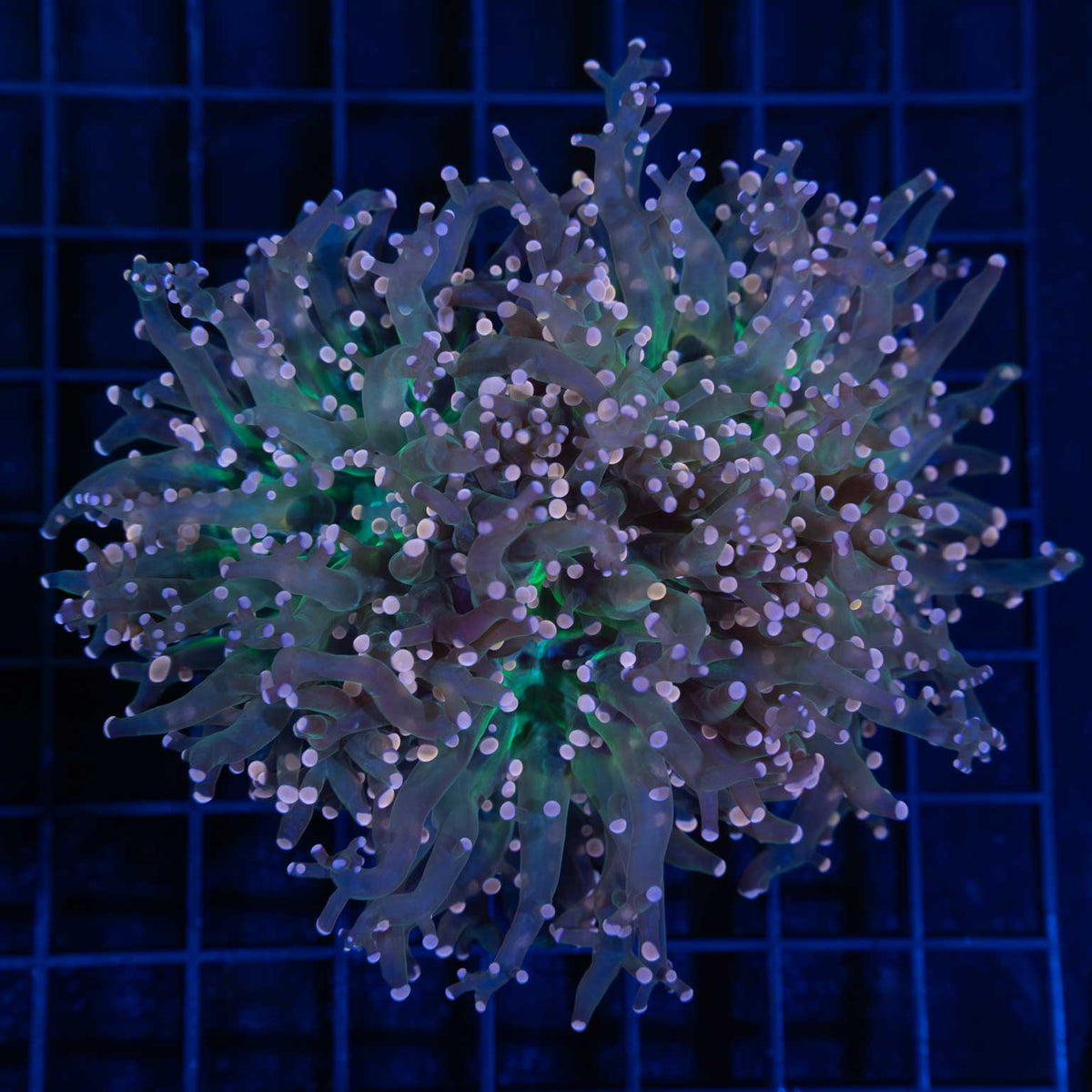 3 Heads Orange Frogspawn Coral Green Center