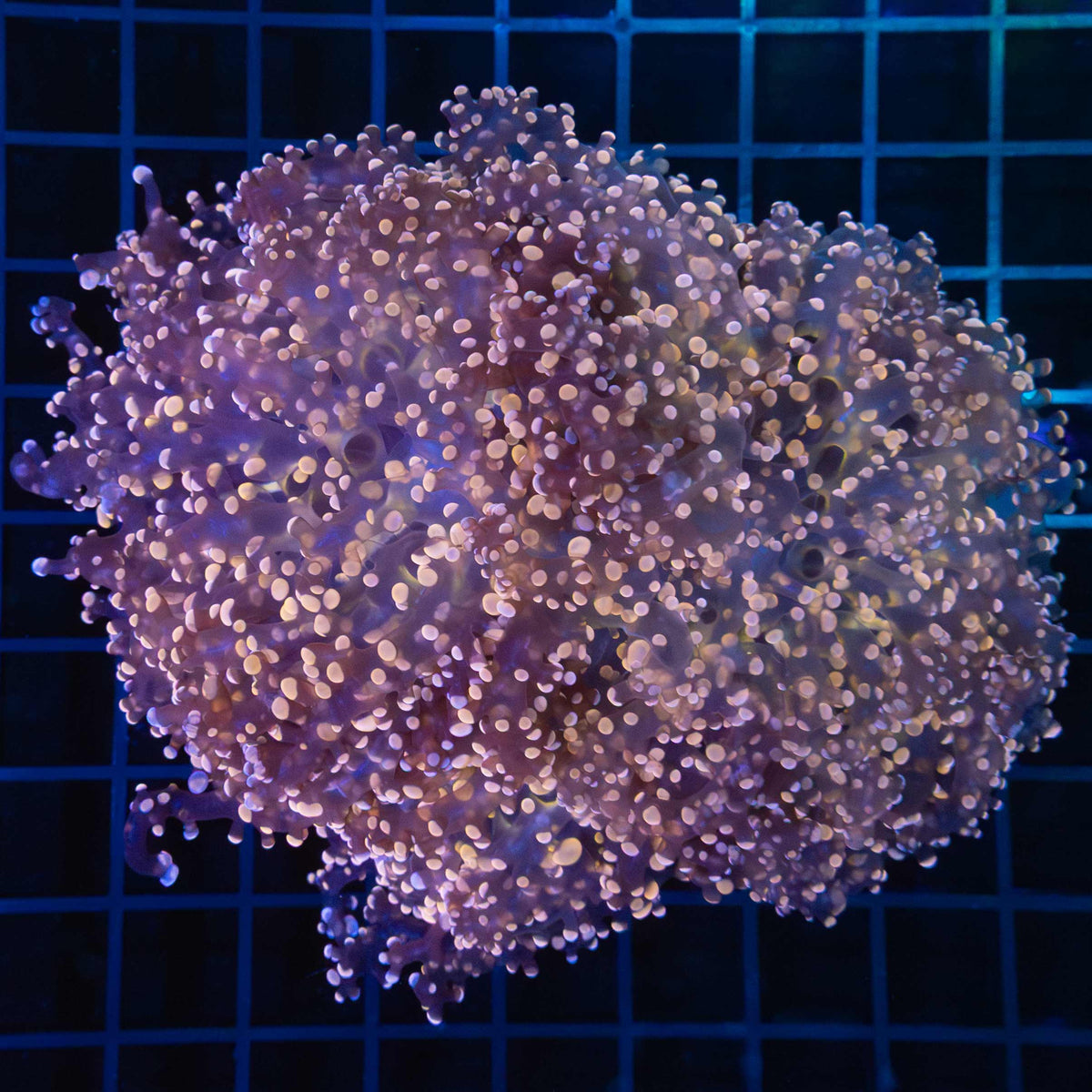 Giant Head Orange Branching Octospawn 5.5"