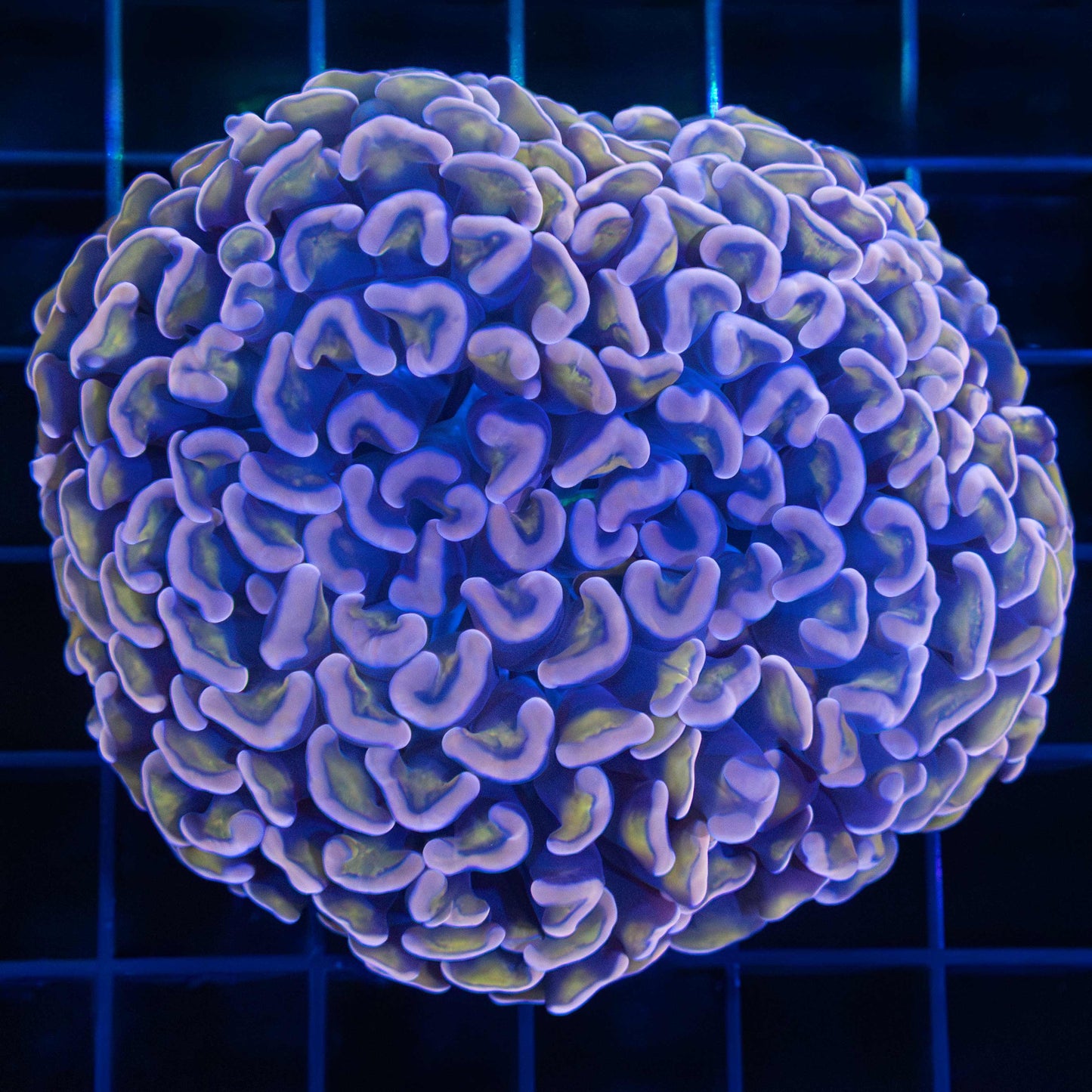 Orange Gold Stem Hammer Coral