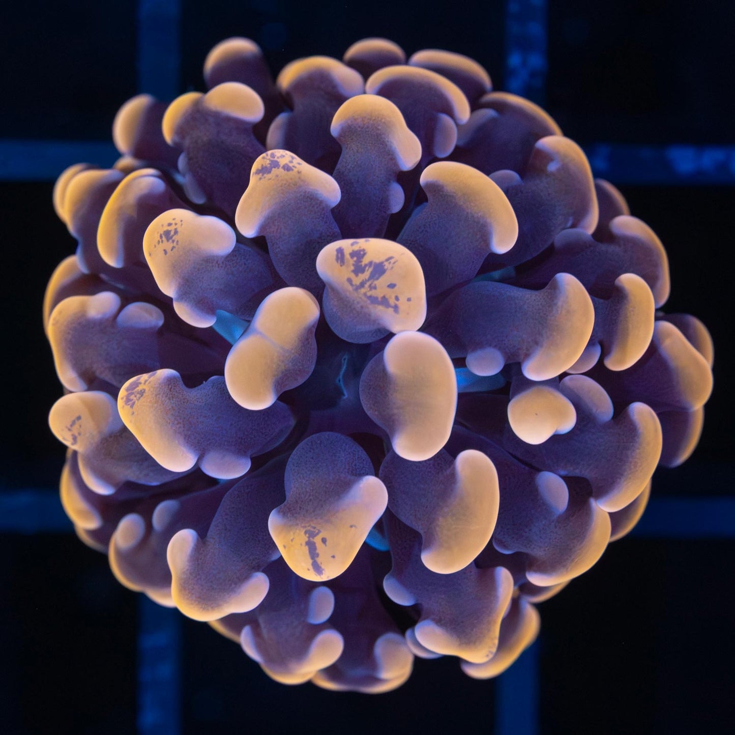 orange branching hammer coral