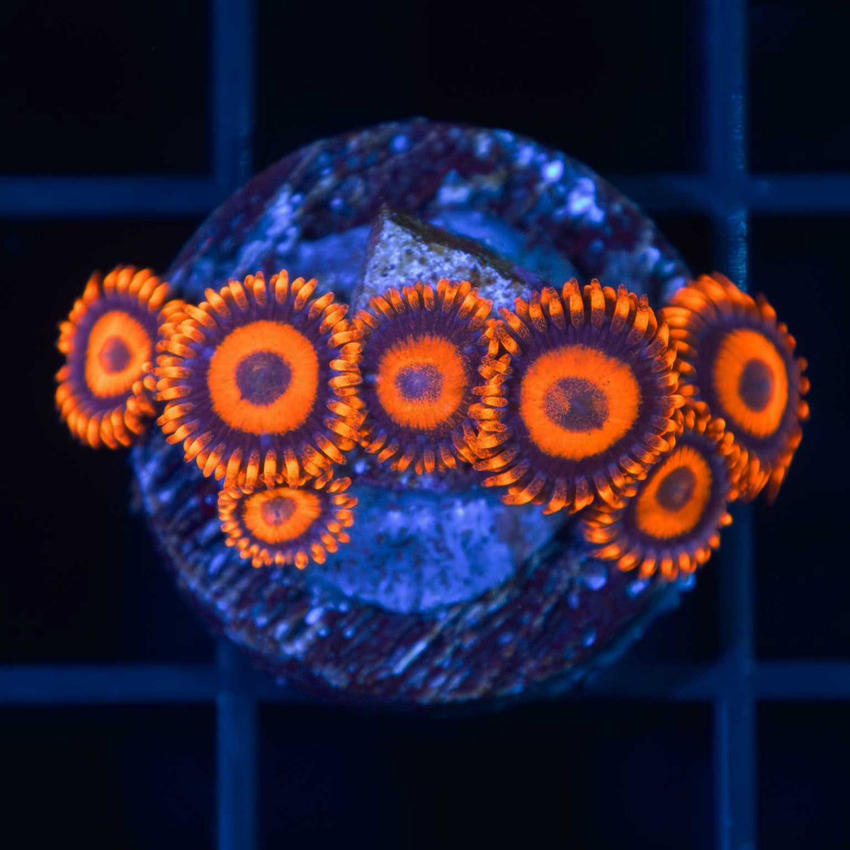 Orange Oxide Zoa Large Frag