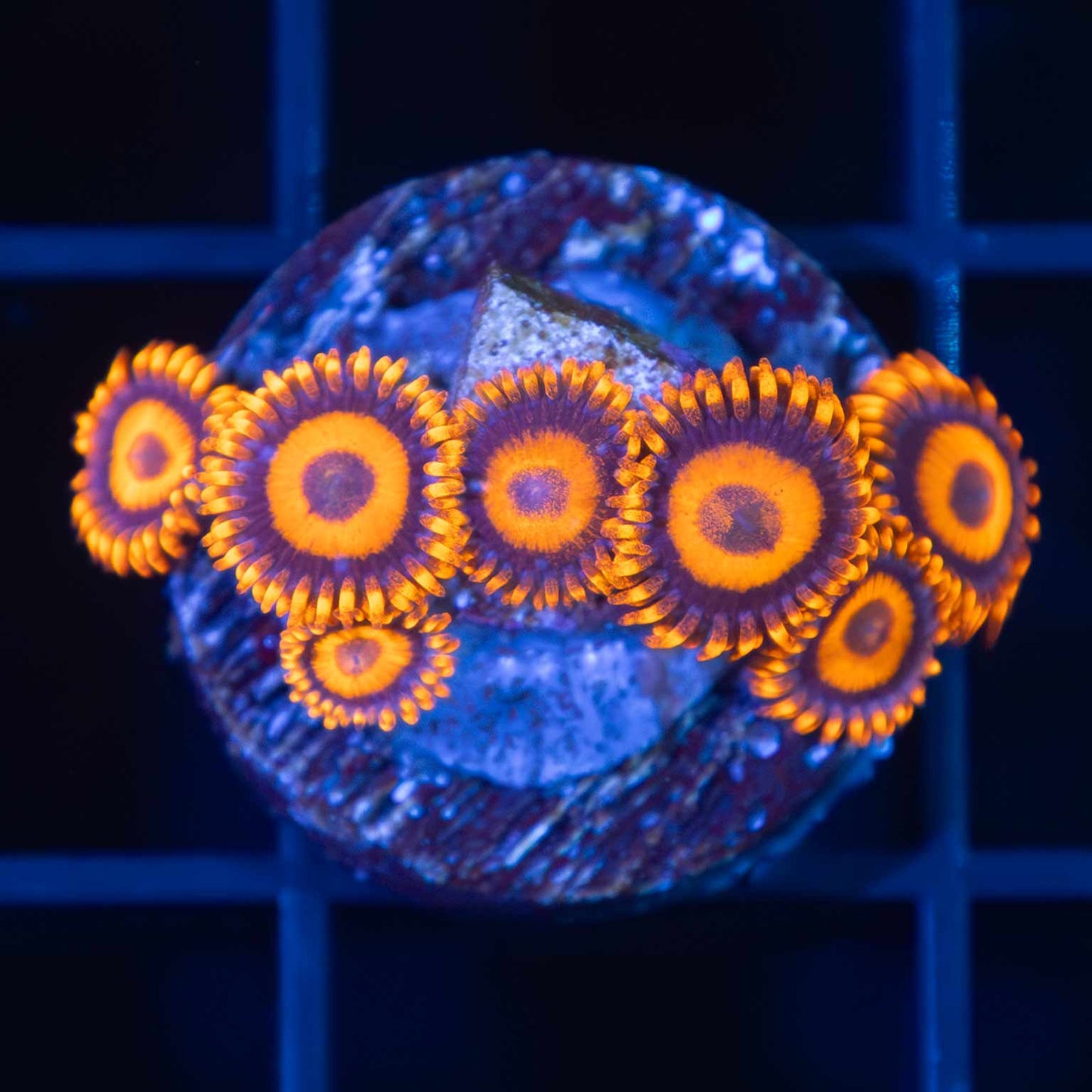 Orange Oxide Zoa