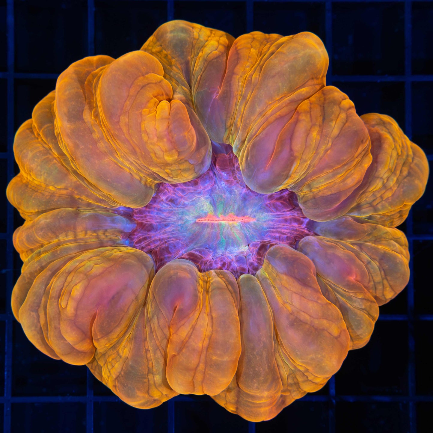 Orange Rainbow Cynarina 3.5"