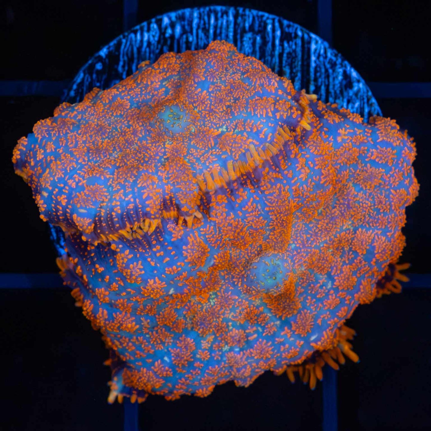 2 Orange and Blue Rhodactis