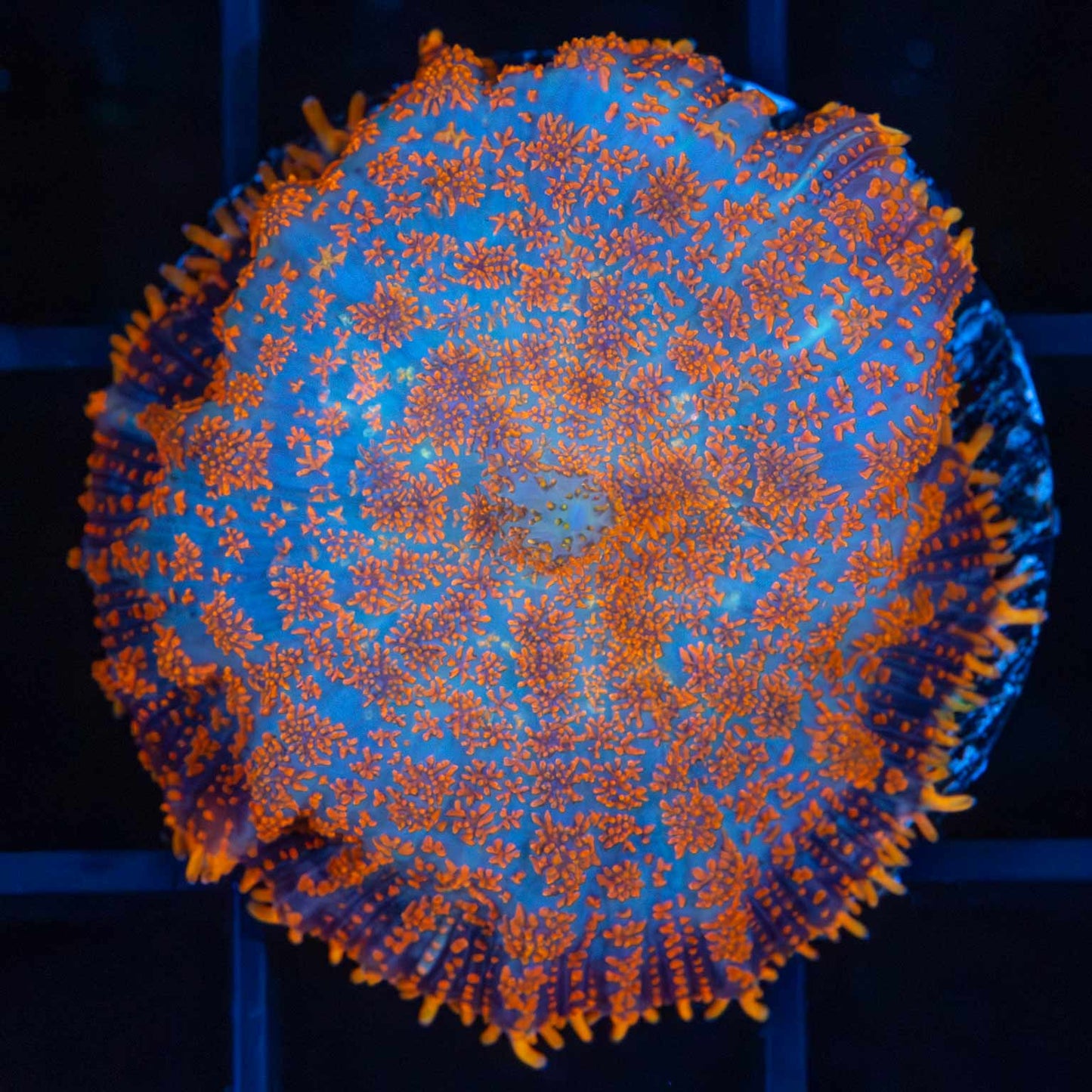 Orange Rhodactis