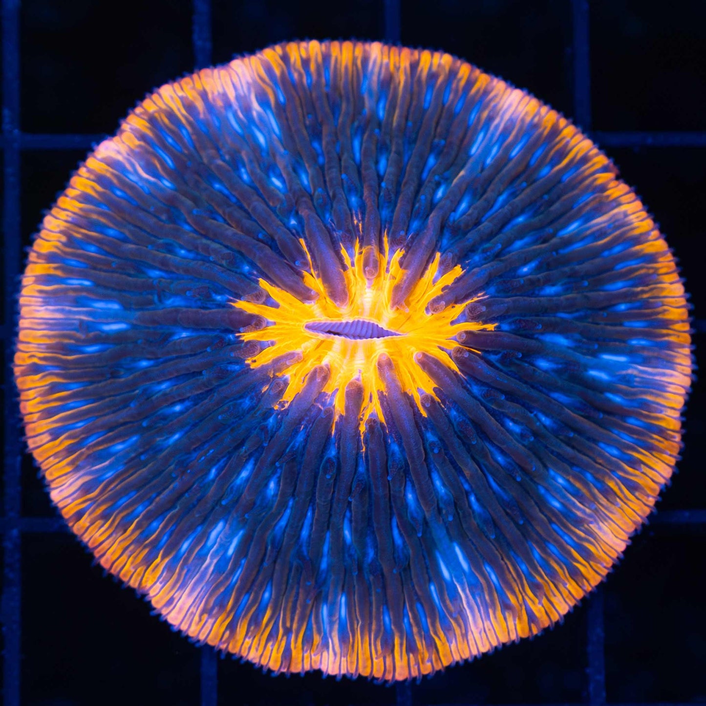 Orange Blue Plate Coral 2.25"